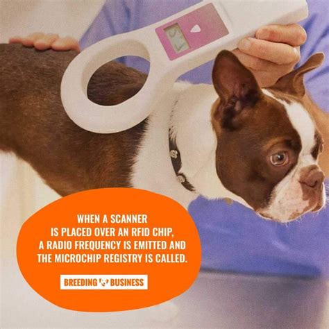 chipped dogs rfid|dog microchip locations on.